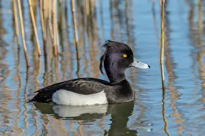 Aythya: Male Tufted Duck, Aythya fuligula, in early spring
