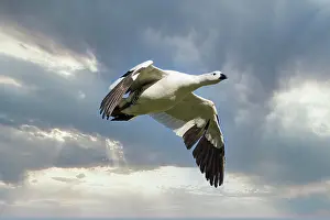 Falkland: Male Upland Goose (Chloephaga picta) flying against
