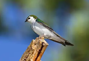 Hirundinidae: Male Violet-green Swallow