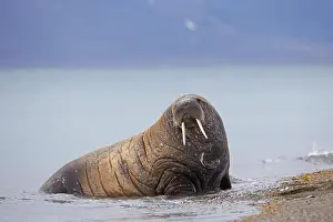 Odobenus: Male walrus (Odobenus rosmarus) hauling out on beach
