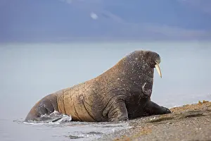 Odobenus: Male walrus (Odobenus rosmarus) hauling out on beach