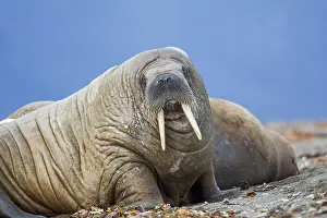Odobenus: Male walrus (Odobenus rosmarus) resting on beach
