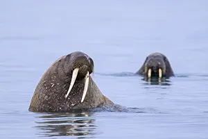 Odobenus: Two male walruses (Odobenus rosmarus), bulls swimming