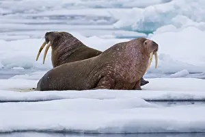 Odobenus: Two male walruses (Odobenus rosmarus) resting on