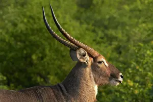Waterbuck: Male waterbuck (Kobus ellipsiprymnus ellipsiprymnus)