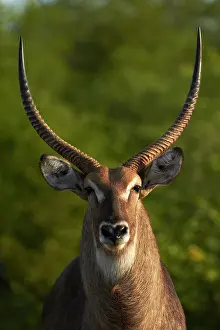 Waterbuck: Male waterbuck (Kobus ellipsiprymnus ellipsiprymnus)