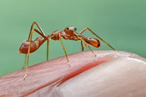 Salticidae: A male weaver ant mimicking jumping spider (Myrmarachne
