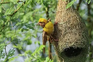 Foreground: Male Weaver bird displaying at nest, Keoladeo