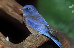 Turdidae: Male Western Bluebird