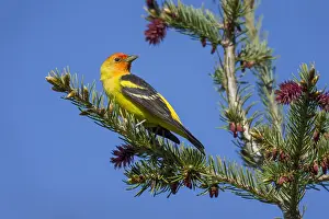 Ludoviciana: Male Western Tanager (Piranga ludoviciana). Western