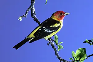 Thraupidae: Male Western Tanager (Piranga ludoviciana)