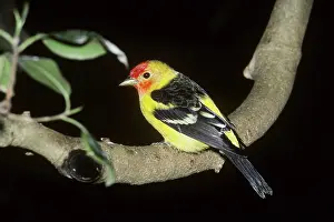 Cardinalidae: Male Western Tanager (Piranga ludoviciana)