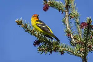 Ludoviciana: Male Western Tanager (Piranga ludoviciana). Western