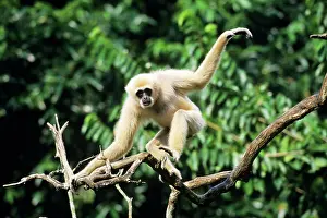 Gibbon: Male White-handed Gibbon / Common Gibbon, balancing on tree
