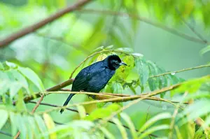Tachyphonus: Male white-lined Tanager - on branch among leaves