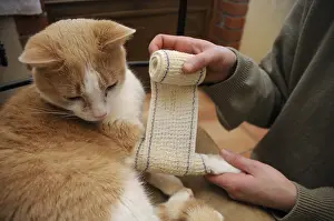 Wounded: Male white and red European cat being nursed in France