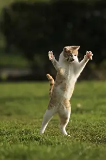 Bites: Male white and red European cat playing with a mouse France
