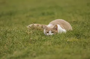 Steal: Male white and red European cat stalking in a garden France