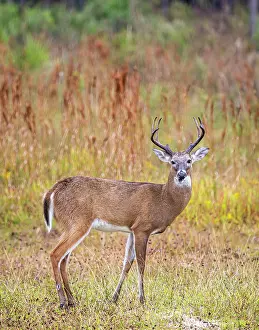 Southwest: Male white-tailed deer in southwest Florida