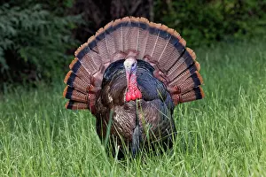 Cove: Male wild turkey in full breeding display. Great