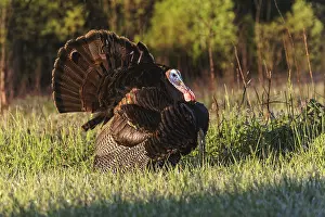 Tennessee: Male wild turkey displaying for females, Cades Cove, Great