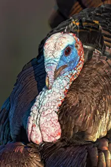 Tennessee: Male wild turkey displaying for females, Cades Cove, Great