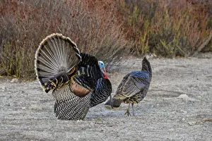 Wattles: Male Wild Turkey (Meleagris gallopavo) strutting