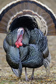 Wattles: Male Wild Turkey (Meleagris gallopavo) strutting--spring
