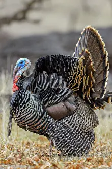 Wattles: Male Wild Turkey (Meleagris gallopavo) strutting--spring