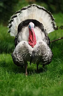 Majestics: Male Wild Turkey walking in the grass Normandie France