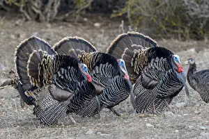 Wattles: Male Wild Turkeys (Meleagris gallopavo) strutting--spring