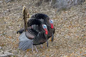 Wattles: Male Wild Turkeys (Meleagris gallopavo) strutting--spring