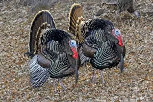 Wattles: Male Wild Turkeys (Meleagris gallopavo) strutting--spring