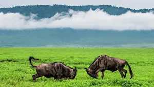 Bare: Two male wildebeest (Connochaetes taurinus) are