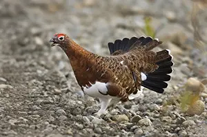 Ptarmigans: Male Willow Ptarmigan