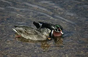 Hybridization: Male Wood Duck Courting Female Mallard