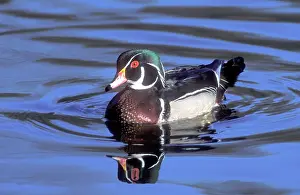 Lisa Svedberg: Male wood duck, During fall migration