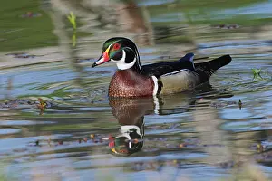 Kentucky: Male, wood Duck, Kentucky