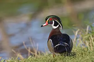 Kentucky: Male, wood Duck, Kentucky