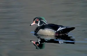Lisa Svedberg: Male wood duck resting during fall migration
