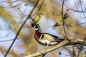 Ohio: Male wood duck in tree in Defiance, Ohio, USA. (Editorial