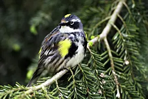 Rumped: Male Yellow-Rumped Warbler