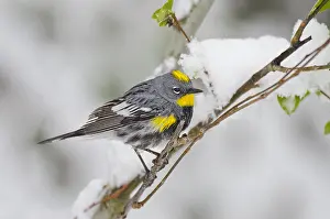 Rumped: Male Yellow-rumped Warbler or Audubon's Warbler