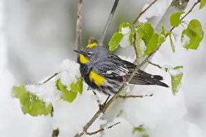 Rumped: Male Yellow-rumped Warbler or Audubon's Warbler