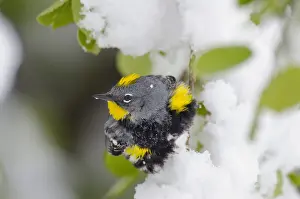 Rumped: Male Yellow-rumped Warbler or Audubon's Warbler