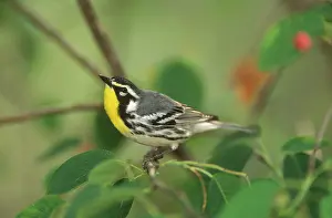 Dominica: Male Yellow-throated Warbler