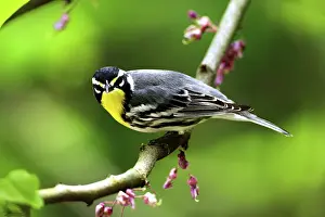 Dendroica: Male Yellow-Throated Warbler