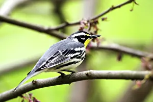 Dendroica: Male Yellow-Throated Warbler