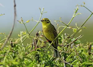 Yellowhammer: Male Yellowhammer, Emberiza citrinella in hedge