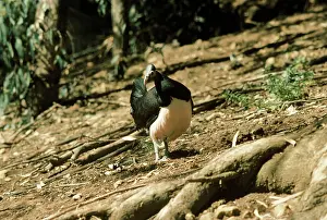 Kenneth Hoyle: MALEO / Gray's Brush Turkey